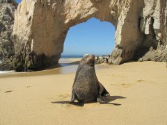 42-1735-lobos-marinos---los-cabos.jpg