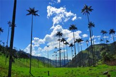 82-1717-valle-del-cocora.jpg